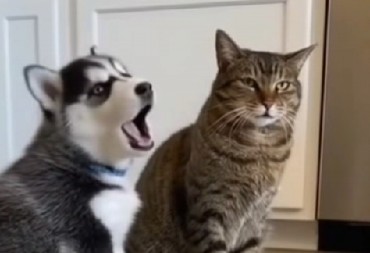 PAS I MAČKA U „ZLOČINU“ KOJI ĆE VAS NASMEJATI DO SUZA! Ljubimci glume, varaju i planiraju – snimak koji je ZASENIO INTERNET! (VIDEO)