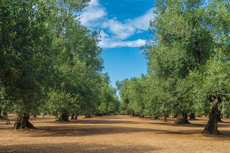 Dragan napravio imperiju – sadnjom ove biljke zarađuje ozbiljnu cifru