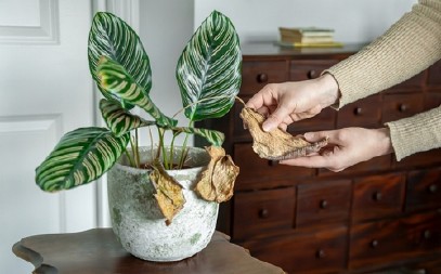 SOBNE BILJKE VAM VENU OTKAKO STE UPALILI GREJANJE?  Evo gde grešite - ovo je najbolje rešenje da ih vratite u život