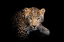 MAGIČAN SNIMAK IZ DIVLJINE OBIŠAO PLANETU Leopard sa visine gleda malu životinju - a onda kreće ka njoj