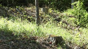 ČOVEK TEŠKO POVREĐEN PRILIKOM SEČE DRVA U ŠUMI! Stravična nesreća kod Ivanjice