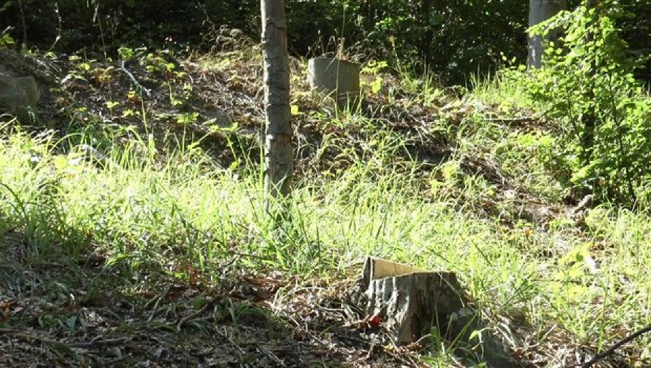 ČOVEK TEŠKO POVREĐEN PRILIKOM SEČE DRVA U ŠUMI! Stravična nesreća kod Ivanjice