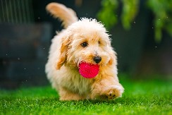 ŠTENE ZALAJALO NA MAČKU, PA SE OKUPILE SVE MAČKE IZ KOMŠILUKA  Pogledajte kako se izvuklo iz ove situacije - video je hit