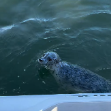 BORBA ZA ŽIVOT NA OTVORENOM MORU Uplašena foka za dlaku pobegla kitovima ubicama -  dramatičan prizor snimljen je sa čamca