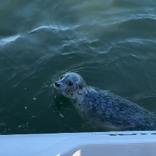 BORBA ZA ŽIVOT NA OTVORENOM MORU Uplašena foka za dlaku pobegla kitovima ubicama -  dramatičan prizor snimljen je sa čamca