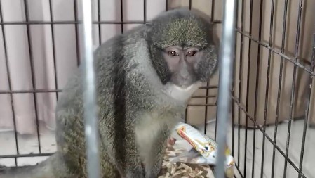 UHVAĆENI SA 81 MAJMUNOM I DROGOM! Tajlandska policija razbila međunarodni lanac krijumčarenja divljih životinja