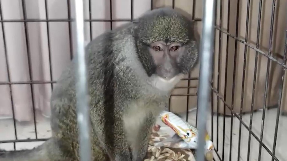 UHVAĆENI SA 81 MAJMUNOM I DROGOM! Tajlandska policija razbila međunarodni lanac krijumčarenja divljih životinja