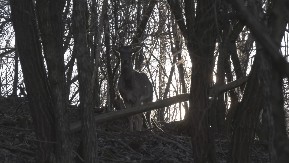 SA LOVĆENA STIGLI U ŠUMADIJU Dušan iz Brzana, umesto da gaji krave i ovde, na svom imanju ima OVU DIVLJAČ