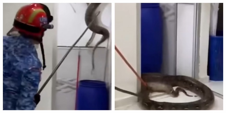 PITON OD 60 KILOGRAMA SRUŠIO PLAFON I UPAO U TOALET Porodica u šoku, objavljen snimak (VIDEO)