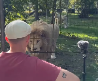 MUZIČAR ZASVIRAO ISPRED LAVOVA I DOGODILO SE NEŠTO NEVEROVATNO Ovakvu reakciju nije očekivao