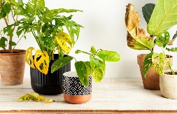 REAGUJTE PRE NEGO ŠTO BUDE KASNO Evo šta treba da uradite ako lišće sobne biljke počne da žuti