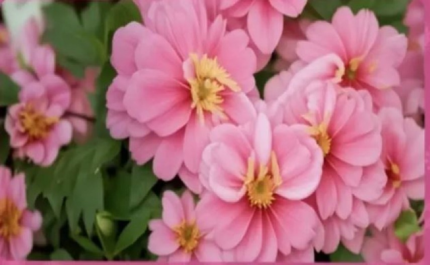 VAŠ IQ JE PREKO 140 AKO REŠITE OVU ZAGONETKU ZA 7 SEKUNDI Pronađite leptira među cvećem