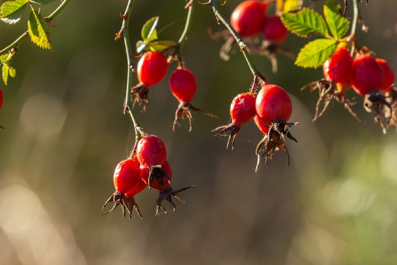 Zarada od ove biljke ide i do 9.000 evra, na 10 ari zemljišta, a malo ko u Srbiji je gaji: Pravo je blago