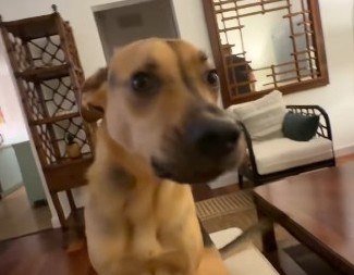 PAS KAKTUS U TOTALNOM ŠOKU OD SREĆE! Pogledajte šta radi kada vlasnik stigne kući – OVO ĆE VAM RASTOPITI SRCE! (VIDEO)