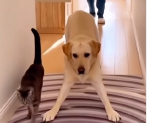 HIT SNIMAK NASMEJAO INTERNET Kad ovo ugledaju mačke iskuliraju, a psi se isprepadaju - reakcije su urnebesne