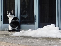 UPOZORENJE ZA VLASNIKE MAČAKA Jedna stvar može biti kobna za njih tokom zime - obratite pažnju