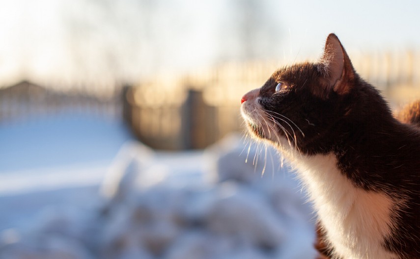 NIŠTA SLAĐE NEĆETE VIDETI DANAS Mače ugledalo prvi sneg, pa odlepilo od sreće - video je hit