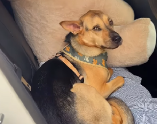 A DA ME OSTAVIŠ NA MIRU? Uvređeni pas ignoriše vlasnicu - ljudi na mrežama plaču od smeha