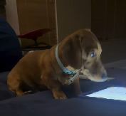 KAKVA PAMETNICA Pogledajte samo šta radi - video je hit