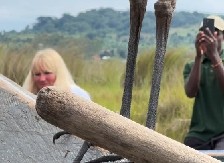 PANIKA NA JEZERU Životinjska GRDOSIJA od metar i po sletela ljudima pravo na glavu - turisti na čamcu zanemeli od šoka! (VIDEO)