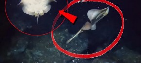 NEVEROVATNO OTKRIĆE U DUBINAMA OKEANA Misteriozno stvorenje snimljeno na dnu mora - SNIMAK IZAZIVA JEZU! (VIDEO)