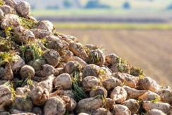 ŠEĆERNA REPA DOBRO PODNELA SUŠU Rod nešto manji