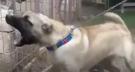 DRŽE SE I U POSEBNIM KAVEZIMA Ova rasa pasa ima najjači ugriz, a u ovoj zemlji je posebno zabranjena