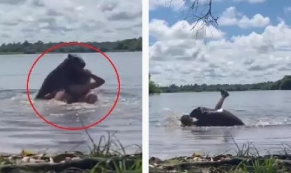 HOROR SNIMAK: Žena napadnuta od strane najvećeg glodara na svetu dok je plivala u jezeru (VIDEO)