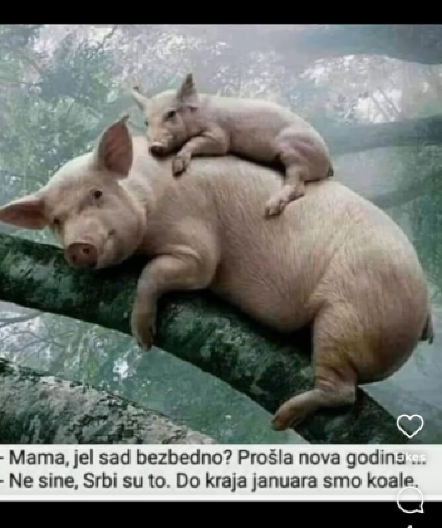 KO JE REKAO DA SU PRAZNICI GOTOVI? Mama prasica ima plan!