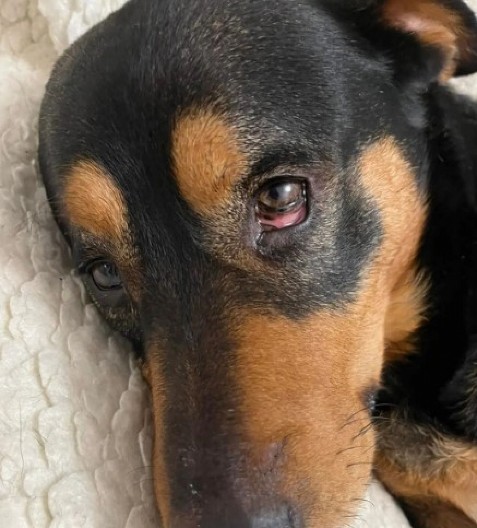 UBIO PSA OVČARA Uhapšen A. A. (21) iz Smedereva koji se sumnjiči za ubijanje i zlostavljanje životinja