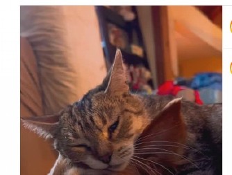 TRENUTAK PUN NEŽNOSTI I LJUBAVI Mačka teši bolesnog psa, a ljudi plaču dok ih gledaju