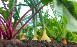 POVRĆE GURA EVROPSKU POLJOPRIVREDU DO REKORDA Proizvodnja se meri milijardama evra