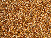 KUKURUZ NAJTRAŽENIJA ROBA Tokom sedmice Produktna berza prometovala 2.900 tona robe