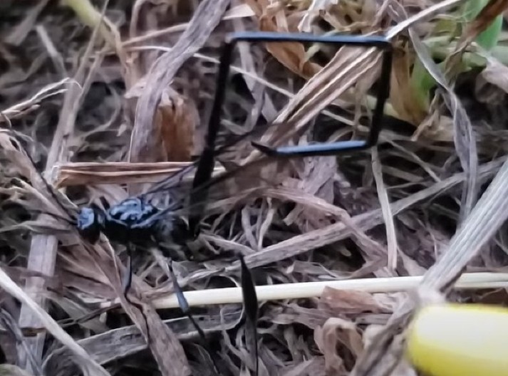 JEZIVO I FASCINANTNO Pogledajte snimke STVORENJA koja kao da su izašla iz horor filmova - ljudi na mrežama zaprepašćeni! (VIDEO)