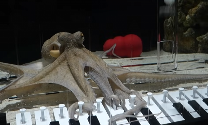 HIT VIDEO Mladić naučio hobotnicu da svira klavir - ovo je neverovatno