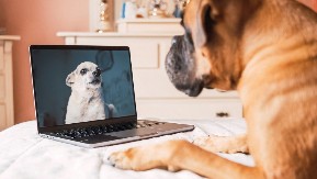 KAD SE OKUPE NA VIDEO POZIVU, TO OVAKO IZGLEDA Ljudi gledaju i plaču od smeha - video je urnebesan