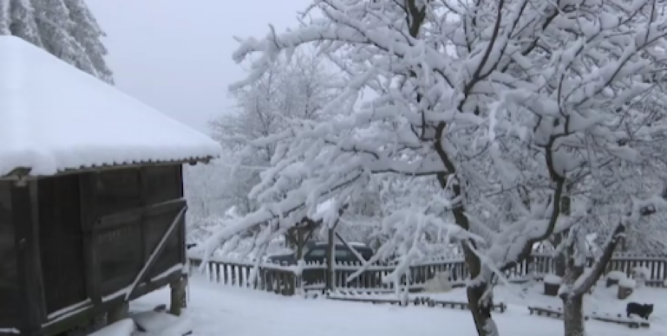 ''DOK NE PADNE MRAK, IDEM U SOBU I ZAKLJUČAM SE'' Ovde nema ljudi, samo žene i ZVERI: Meštani u strahu, upadaju im u dvorišta!