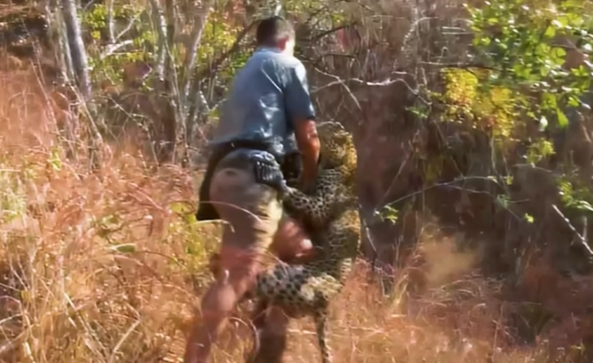 MOTORNA TESTERA NA TUFNE Oči u oči sa leopardom, puška ne pomaže, kad ga je ugrizao za ruku pozdravio se sa životom! (VIDEO)