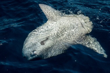 MORSKI DŽIN SNIMLJEN NA JADRANU Ima preko dva metra, ribari ZAPREPAŠĆENI prizorom! (FOTO)