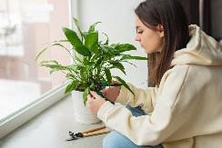 PRELEPI SPATIFILUM TEŠKO PODNOSI GREJNU SEZONU Sačuvaćete mu svežinu i zdrav izgled samo na jedan način