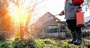 Ljudi u voćnjacima ostavljaju stare teniske loptice preko zime, a razlog je genijalan