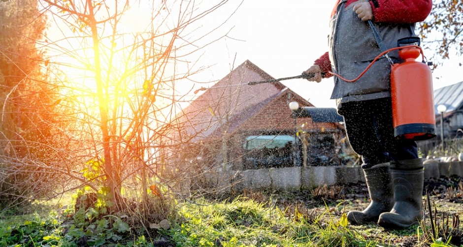 Ljudi u voćnjacima ostavljaju stare teniske loptice preko zime, a razlog je genijalan