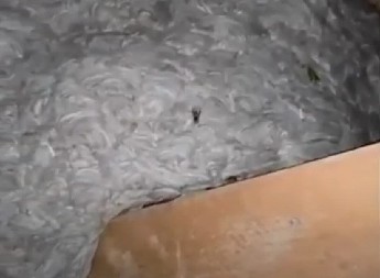 HOROR OTKRIĆE NA TAVANU Kad su videli šta im je u kući, odmah pozvali stručnjaka - a kad im je pokazao ruke, UMALO SE ONESVESTILI OD ŠOKA! (FOTO)