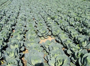 BEČEJ U NEVERICI NAKON LUDE POTERE POLICIJE! Uhapšen “kralj kupusa”! ODNOSIO 400 KG, UKRAO MOPED, PA BEŽAO!