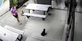 NEVIĐENA SCENA U KAFIĆU Gosti mirno pili kafu, a onda je u lokal ušetalo OVO - ZAVLADALI PANIKA I POTPUNI HAOS! (VIDEO)