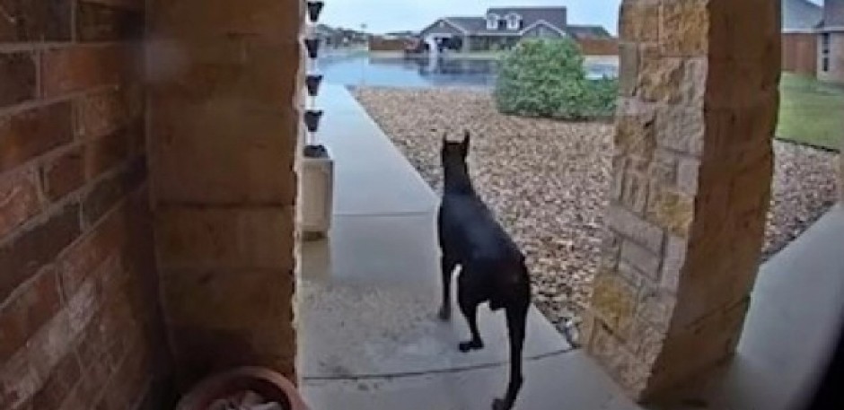 HOROR U DVORIŠTU Besni doberman prestravio komšije - policija zatekla prizor koji ledi krv u žilama! (VIDEO)