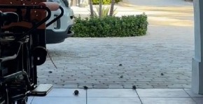 PONELA ŠKOLJKE SA PLAŽE KUĆI – ONDA JE USLEDIO PRAVI HOROR Torba se pomerila, a ono što je iskočilo prestravilo je do kraja života! (VIDEO)