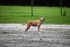 PITBUL USMRTIO BEBU Užas na Zakintosu, roditelji zadržani u pritvoru