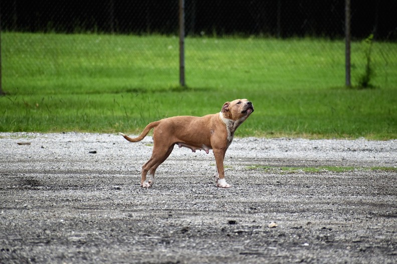 PITBUL USMRTIO BEBU Užas na Zakintosu, roditelji zadržani u pritvoru