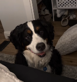 POTPUNO JE NEODOLJIV Od vlasnika traži samo jednu stvar svako veče - pogledajte kako to izgleda